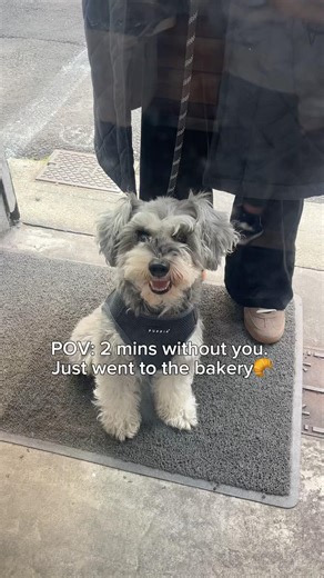 パン屋さんでパン買ってただけなんだけどね🤣(しかも2分)毎回感動の再会してくれる🐺✨もさもさだから、そろそろトリミング行かなきゃだね🐾#起業家 #建築設計 #外資系 #20代 #シュナウザー