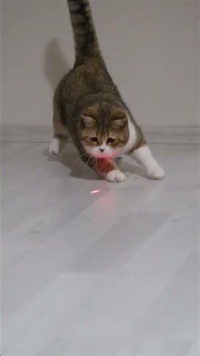 Cat vs. Laser: The Battle is Real! 💥#CatVideos#FunnyCats#Viral#CutePets#LaserPointer#Cat vs laser