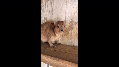 Cute animal squeals loudly in Laos