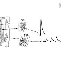 Video: Membrane Potentials, Synaptic Responses, Neuronal Circuitry, Neuromodulation and Muscle Histology Using the Crayfish: Student Laboratory Exercises