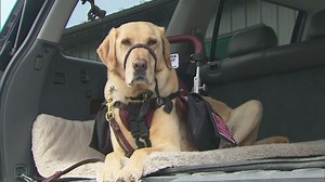 Dog ACL injuries are common