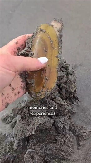 freeze dried razor clams