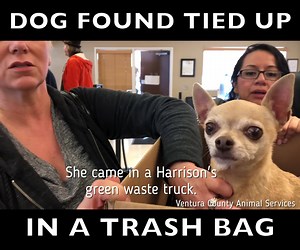 37K views · 914 reactions | **DOG FOUND (ALIVE) TIED UP IN A TRASH...