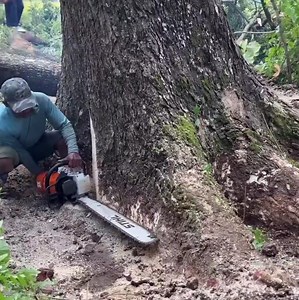 Amazing skill man cutting down tree from bottom tree | Making Video