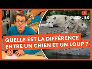 What's the difference between a dog and a wolf? - It's not rocket science