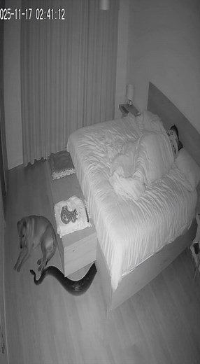 8.2K views · 12 reactions | Dog Saves Owner from Snake Attack During Sleep#reel #reelsvideoシ #reelsforyou #reelschallenge #virall #virałpost #virałreels #viralreelsシ | Meme House | Facebook