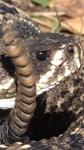 Will Robertson on Instagram: "Here is my perspective on the capture of an impressive eastern diamondback rattlesnake in southern Alabama with @nkfherping and @alabamaherping. While I missed a majority of the action, it's no less exciting to hear someone yell "Diamondback!" #rattlesnake #reptiles #animals #critters #creatures #wildlife #nature #outdoors #snake #diamondback #fyp"