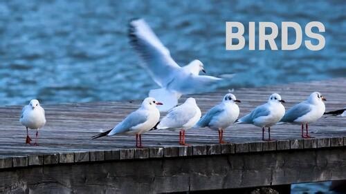 Let’s Learn About Birds! | Educational Video with Real Bird Footage & Voiceover