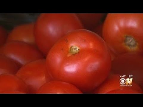 Gardening 101: Growing Tomatoes In Texas