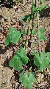 simple tripod cucumber training