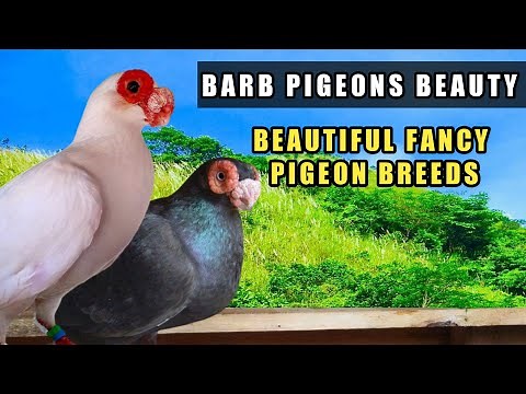 ALL ABOUT BARB PIGEONS BEAUTY