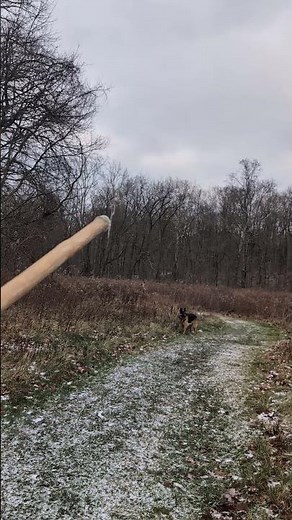 Hiking with trees -- Sycamore - winter ID. Platanus occidentalis