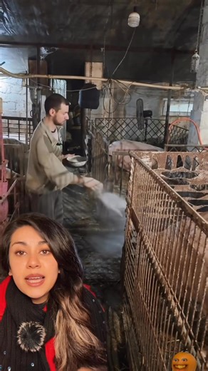 ¿Cómo se #desinfecta con #cal los #corrales? | Gizz Juarez