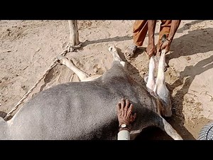 Cow giving birth | Baby Calf being born | Cow delivery video | cow giving birth | cow birth |..
