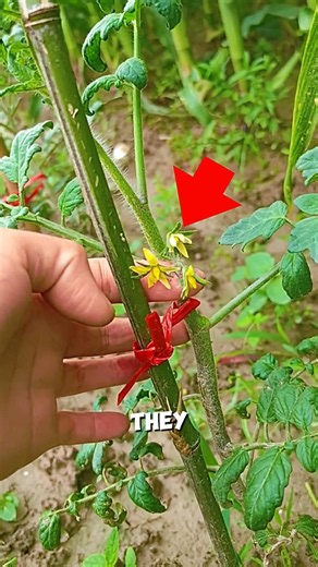 Nutrient Supply to Tomato Plant Flowers 🌼🍅#farming