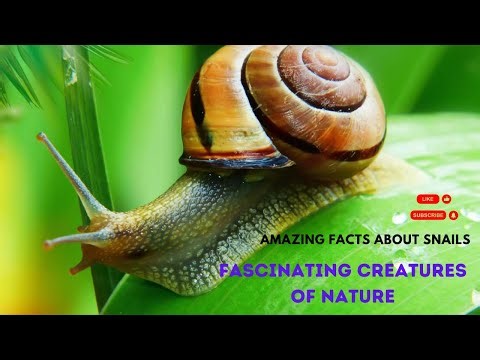 Amazing Facts About Snails | Fascinating Creatures of Nature