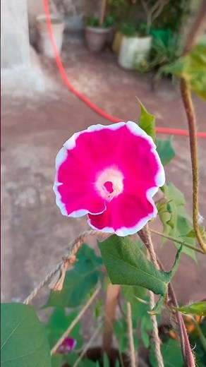 Morning Glory Full Bloom 🌞#youtubeshorts #shortsfeed #reels #ytshorts #reels #viralvideo #gardening