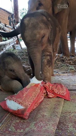 Junior Caring for Baby Tonnhao: Adorable Moments of Two Clever Baby Elephants