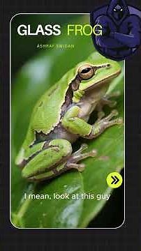 Glass Frog: The See-Through Animal