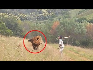 6 rencontres Terrifiantes avec un Lion