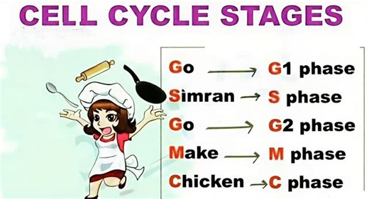 The Neet Ninja | Master cell cycle stages with this trick 📝☝️ ........ #ntaneet #competitiveexams #trick #instagood#chemistry | Instagram