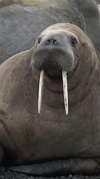Walrus: The Vacuum of the Arctic! #walrus #arcticanimals #animalfacts