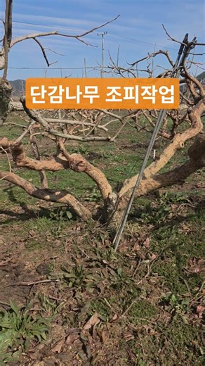 단감 과수원 조피작업!이끼,깍지벌레 병해충 날리기!