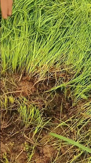 Harvesting Fresh Green Fodder with a Traditional Sickle 🌿🌾✨