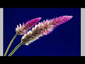 how to use Magic Wand tool myanmar?