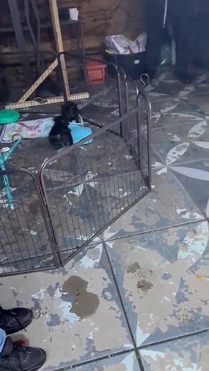 2.1K views · 16 reactions | Vuurwerktraining 殺 6,5 week oud! #vuurwerk #vuurwerktraining #vuurwerkangst | Indoor Hondenschool WoofExperience Utrecht | Facebook