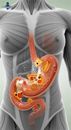"Entering Proteins into the Muscle Cells" #Health #SienceVideo #Biology