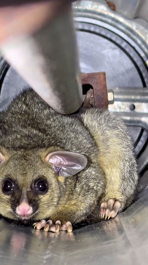 18K views · 331 reactions | Senior citizens Trudy and David got in...