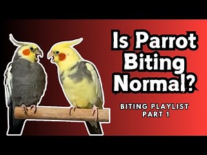 Is Parrot Biting Normal? | Is It Ok To Let Your Bird Bite You? | TheParrotTeacher
