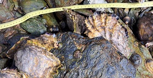 USING DRONE FOOTAGE TO MAP INVASIVE SPECIES