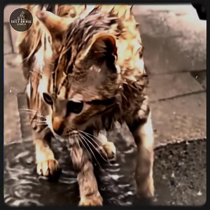 15K views · 2.1K reactions | Tiny Cat's Ordeal: From Alley Torture to Loving Home—[Full story in 헰헼헺헺헲헻혁] | Cats Poen | Facebook