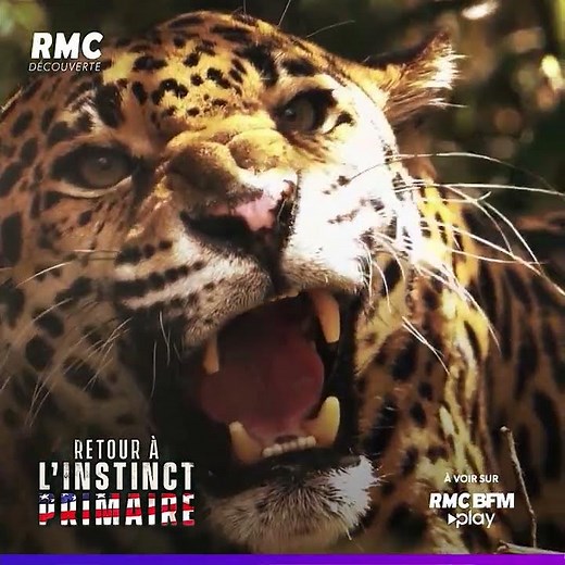 Retour a l'instinct primaire Saison 6 !
