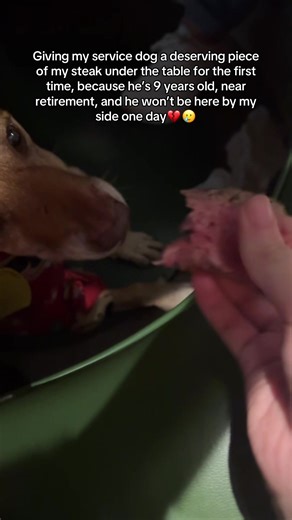 Heartbreaking Moments with My Service Dog