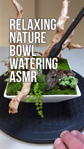 Brent | Terrariums, Nature Bowls, and More on Instagram: "The relaxing ASMR from watering the moss and plants in my nature bowl."