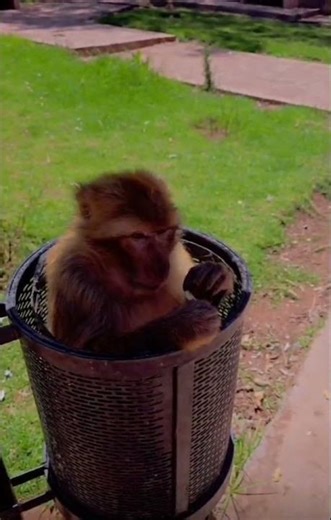 #travel #funny#mankey 😅👆👍 #animals #cute #zoo #drôle