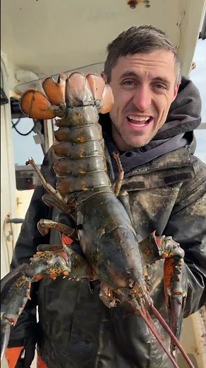 Females over 40 are the best at breeding!