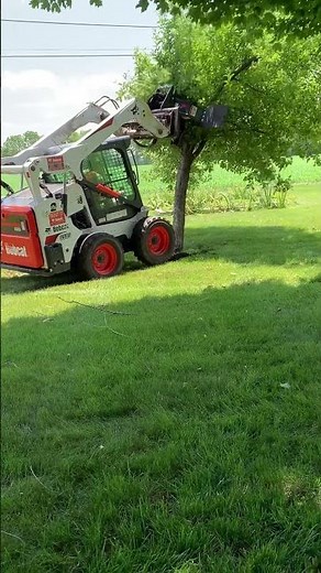 Bobcat S595 with Stump Grinder Removing Trees #bobcat #skidsteer #treeremoval #stumpgrinding