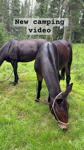 Packing and camping on mules and horses new video is out now