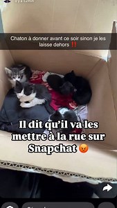 🆘 SOS, nous avons besoin de votre aide. Nous cherchons des familles d’accueil souhaitant adopter ces loulous par la suite. Ils sont en Île-de-France. Si vous pouvez nous aider envoyer un maximum d’informations sur votre foyer ainsi que votre numéro de téléphone à : adoption@youcare.world Nous sommes débordés. Nous avons besoin de vos partages 🙏 Merci à toutes et à tous ♥️ #protectionanimale #animaux #chat #chaton #animauxmignons #1pourcentpourlesanimaux #youcare | YouCare France