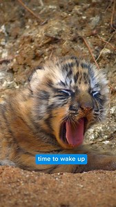 cuteness overload 🥹🥰❤️ See more of these adorable cubs in Disneynature's #Tiger, now available on Disney ! | Walt Disney Studios