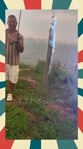 Cutlass Fish | T.T.P-Animals