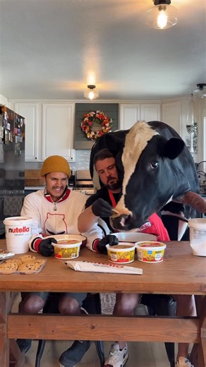 Kyle Istook on Instagram: "Trying to make cookie pies with Bruce! #satisfying #cow #brucethecow"