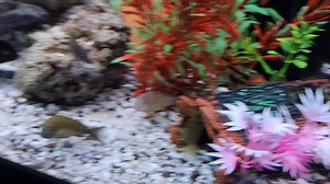 New England Tropheus . | New England Tropheus | Facebook