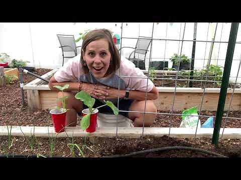 Planting Winter Squash Vertically on a Cattle Panel Trellis Arch