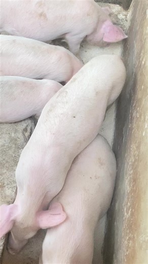 Breeding Pigs in Uganda: A Comprehensive Guide