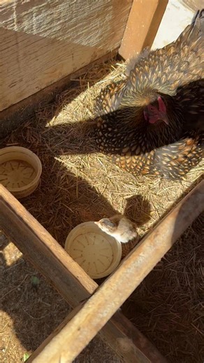 Meet Michael Keeton. Let’s hope he makes it! (By the way a baby guinea is called a Keet) | Shannon Kerr